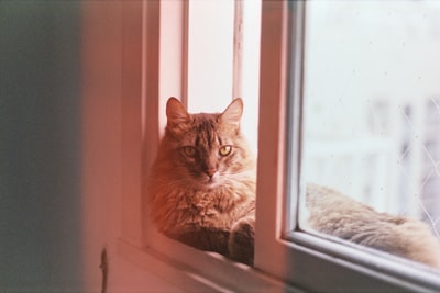 In the window's cat
